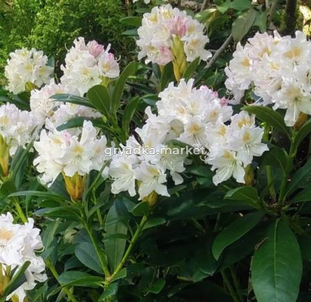Рододендрон гибридный Каннингемс Уайт С10 (ПДИ)