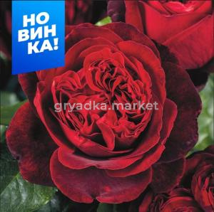 Роза Адмирал 1шт чайно-гибридная (Сем Алт)