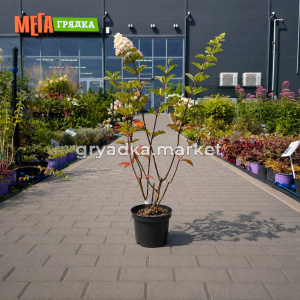 Гортензия метельчатая Фрейз Мельба С3 ГлХ