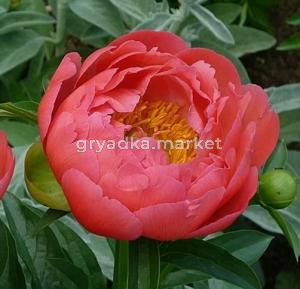 Скриншот 14-04-2026 150207