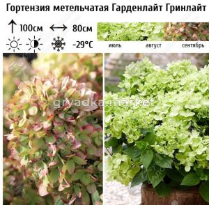 Гортензия метельчатая Гарденлайт Гринлайт С3 ГлХ