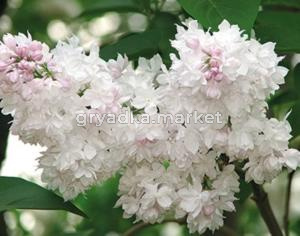 Сирень обыкновенная Красавица Москвы (С3)