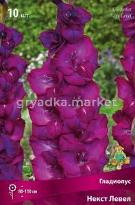 Гладиолус крупноцветковый Некст Левел 10шт (пурпурно-сиреневая, 10-12)