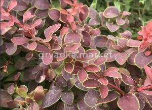 Барбарис Тунберга Голден Ринг C3см