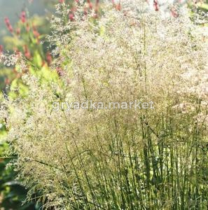 Щучка дернистая (луговик) ТагЬ|Аога (Лавандовая Ферма)