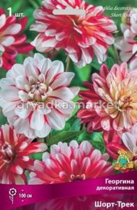 Георгина декоративная Шорт-Трек