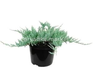 Можжевельник горизонтальный Блю Чип, (H-20-40; V-3 ltr)