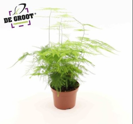 Аспарагус Плюмосус С12 H30 Аспарагус Плюмосус С12 H30