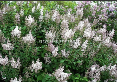 Сирень Венгерская (Syringa josikaea) С10, 90-120см