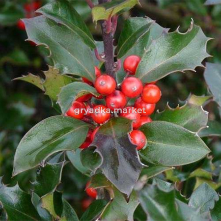 Падуб Мезерва (Ilex x meserveae Blue Princess) C-12 Н50-60 