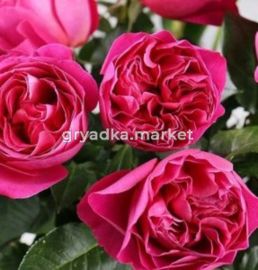 Роза Кейт шраб 1шт (Сиберика) Английская