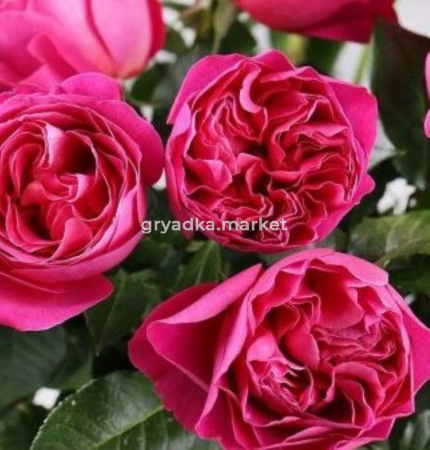 Роза Кейт шраб 1шт (Сиберика) Английская