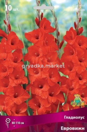 Гладиолус Евровижн 10шт 10-12