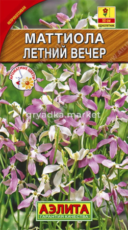 Маттиола Летний вечер Аэлита