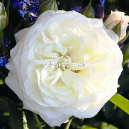 Роза Алабастер 1шт флорибунда (кустовая) (Сем Алт)