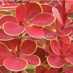 Барбарис Тунберга (Berberis thunbergii) Оранж Санрайс С3 СП-23