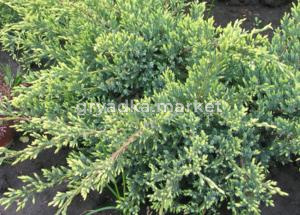 Можжевельник чешуйчатый (Juniperus squamata Holger) С12 В40-60