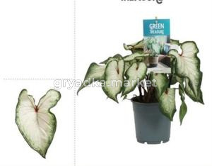 Каладиум Вайт С12 Н25