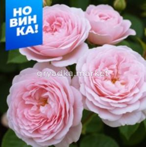 Роза Мисаки 1шт шраб (Сем Алт)