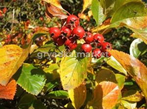 Боярышник сливолистный с2