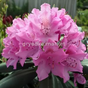 Рододендрон гибридный Розеум Элеганс C 12 60-80 1