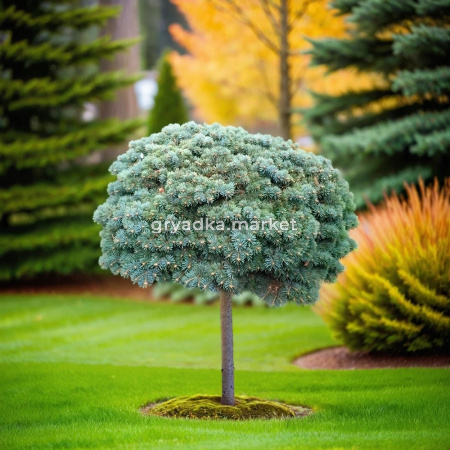 Пихта Абиес Конколор на штамбе 1