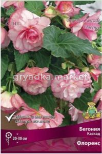Бегония Каскад Флоренс 1шт (махровый,бледно-розовый с вишневой каймой, 5/6) Капер