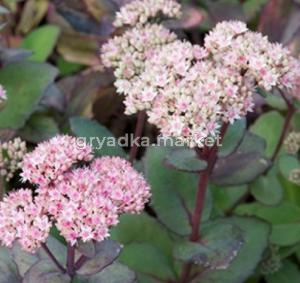 Седум (очиток) гибридный Matrona, С3 (Питомник Малахит)