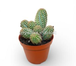 Эхинопсис хамецереус Сильвестра С8,5 Н18