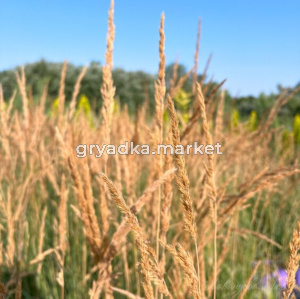 Вейник Карл Форстер (Лавандовая ферма)