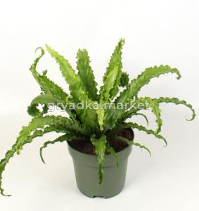 Асплениум Антиквум Осака С21 H45