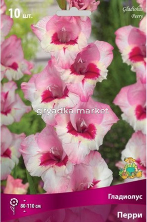 Гладиолус Перри 10-12 крупн. 10шт