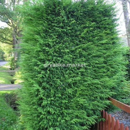 Купрессоципарис лейланда 2001 v2 Lav