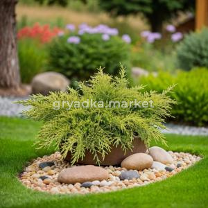 Можжевельник средний Голд Кост пфитцериана C 7,5 30-40 1