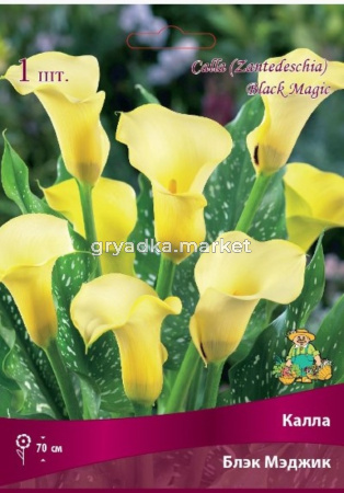 Калла Блэк Мэджик 1шт 14-16