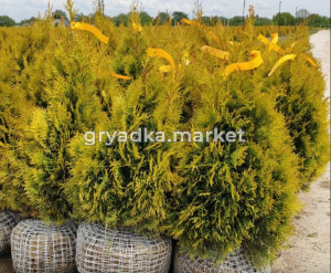 Туя западная Голден Смарагд (Thuja occ. Golden Smaragd 60+ см RB-C15)