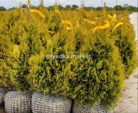 Туя западная Голден Смарагд (Thuja occ. Golden Smaragd 60+ см RB-C15)