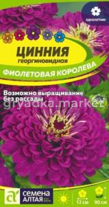 Цинния Фиолетовая королева георгиновидная 0,3г Одн 90см (Сем.Алт)