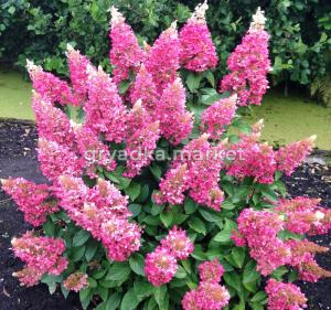 Гортензия метельчатая (Hydrangea paniculata Pinky Winky PBR) C5 Н40 - 60