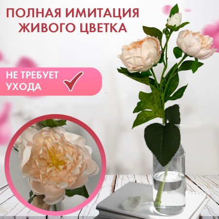 пион2 пион2