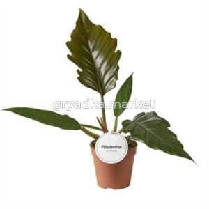 Филодендрон Шоколадная Императрица 12см