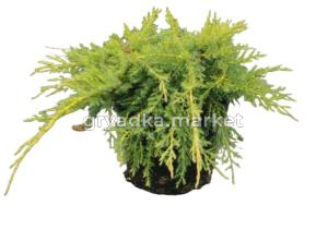 Можжевельник Пфитцериана Ауреа (Juniperus Pfitzeriana Aurea С3)