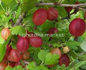 Крыжовник Машека с3 (Никитенко)