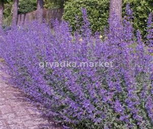 Котовник Фассена Волкез Лоу (Лавандовая ферма)