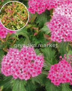 Спирея японская Криспа С3