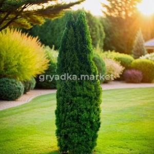 Туя западная Колумна 140-160 cm RB  C15 1