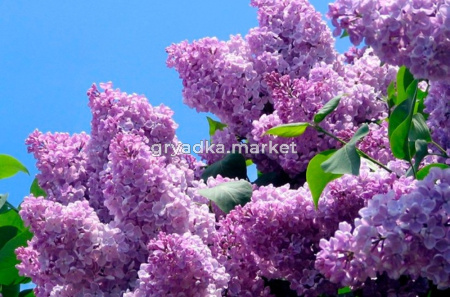 Сирень обыкновенная Ладога с3