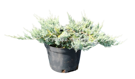 Можжевельник горизонтальный Блю Чип (Juniperus horiz Blue Chip С3)