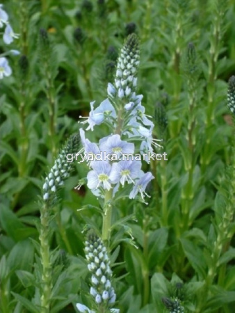 Вероника горечавковая, C2-С3