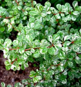 Барбарис Тунберга (Berberis thunbergii Kelleriis) C-2 Н15-25 В15-25